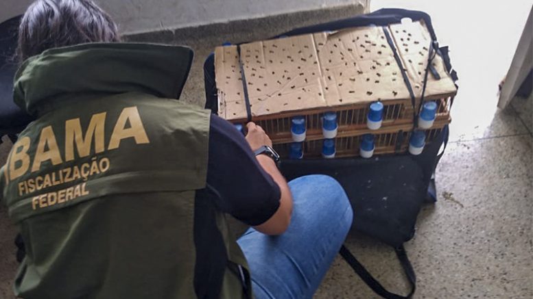 IBAMA E PF APREENDEM 160 CANÁRIOS-DA-TERRA NO AEROPORTO DE BRASÍLIA - News Rondônia