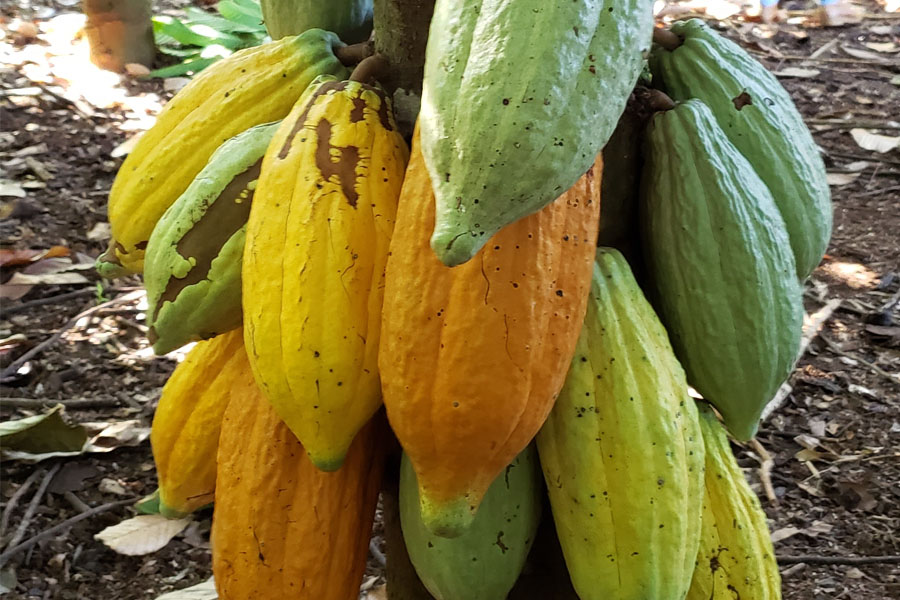 Desenvolvimento estratégico da cacauicultura de Rondônia será tema de reunião promovida pelo Sebrae RO - News Rondônia