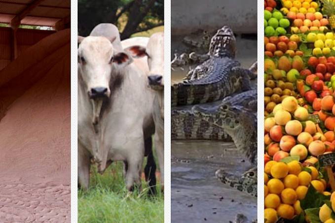 PVH pode deslanchar na busca do PIB próprio com carne de jacaré, minérios, madeira, bovinos, frutíferas, além de essências naturais - News Rondônia