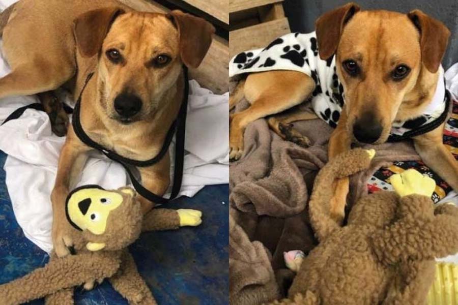 Cão caramelo é acolhido por funcionários de hotel e vira xodó - News Rondônia