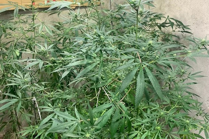 Em Vilhena, PM detém homem com maconha e em sua casa apreende placas de sinalização de trânsito - News Rondônia