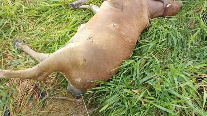 RAIO MATA 6 CABEÇAS DE GADO EM PROPRIEDADE RURAL NO INTERIOR DE RO - News Rondônia