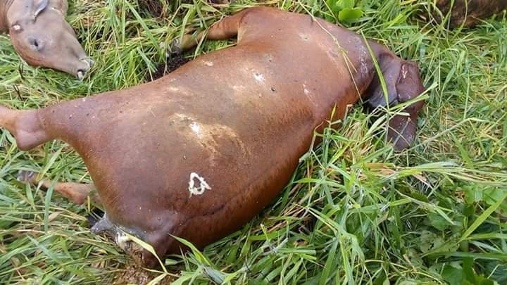 RAIO MATA 6 CABEÇAS DE GADO EM PROPRIEDADE RURAL NO INTERIOR DE RO - News Rondônia