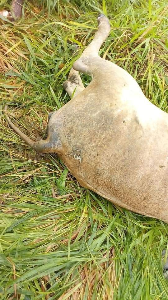 RAIO MATA 6 CABEÇAS DE GADO EM PROPRIEDADE RURAL NO INTERIOR DE RO - News Rondônia