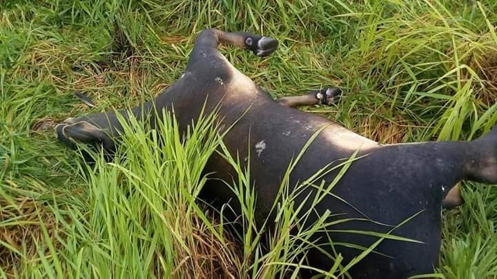 RAIO MATA 6 CABEÇAS DE GADO EM PROPRIEDADE RURAL NO INTERIOR DE RO - News Rondônia
