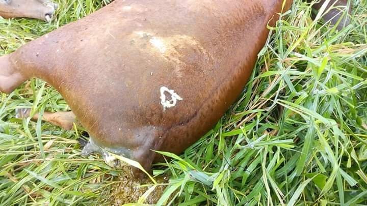 RAIO MATA 6 CABEÇAS DE GADO EM PROPRIEDADE RURAL NO INTERIOR DE RO - News Rondônia