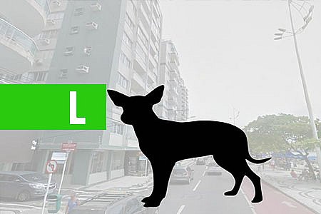 CACHORRO É MORTO A FLECHADA EM SANTA CANTARINA - News Rondônia