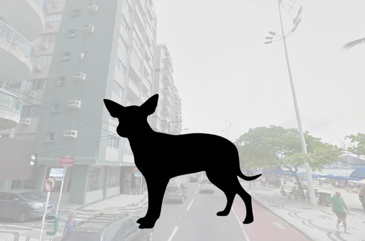 CACHORRO É MORTO A FLECHADA EM SANTA CANTARINA - News Rondônia