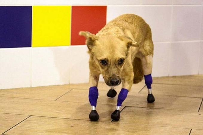 Cachorrinha que seria sacrificada ganha próteses de titânio - News Rondônia