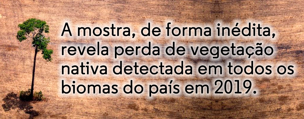 NO ANO PASSADO, AC, PA, AM, RO E MT DESMATARAM, JUNTOS, O EQUIVALENTE A OITO CIDADES DE SP - News Rondônia