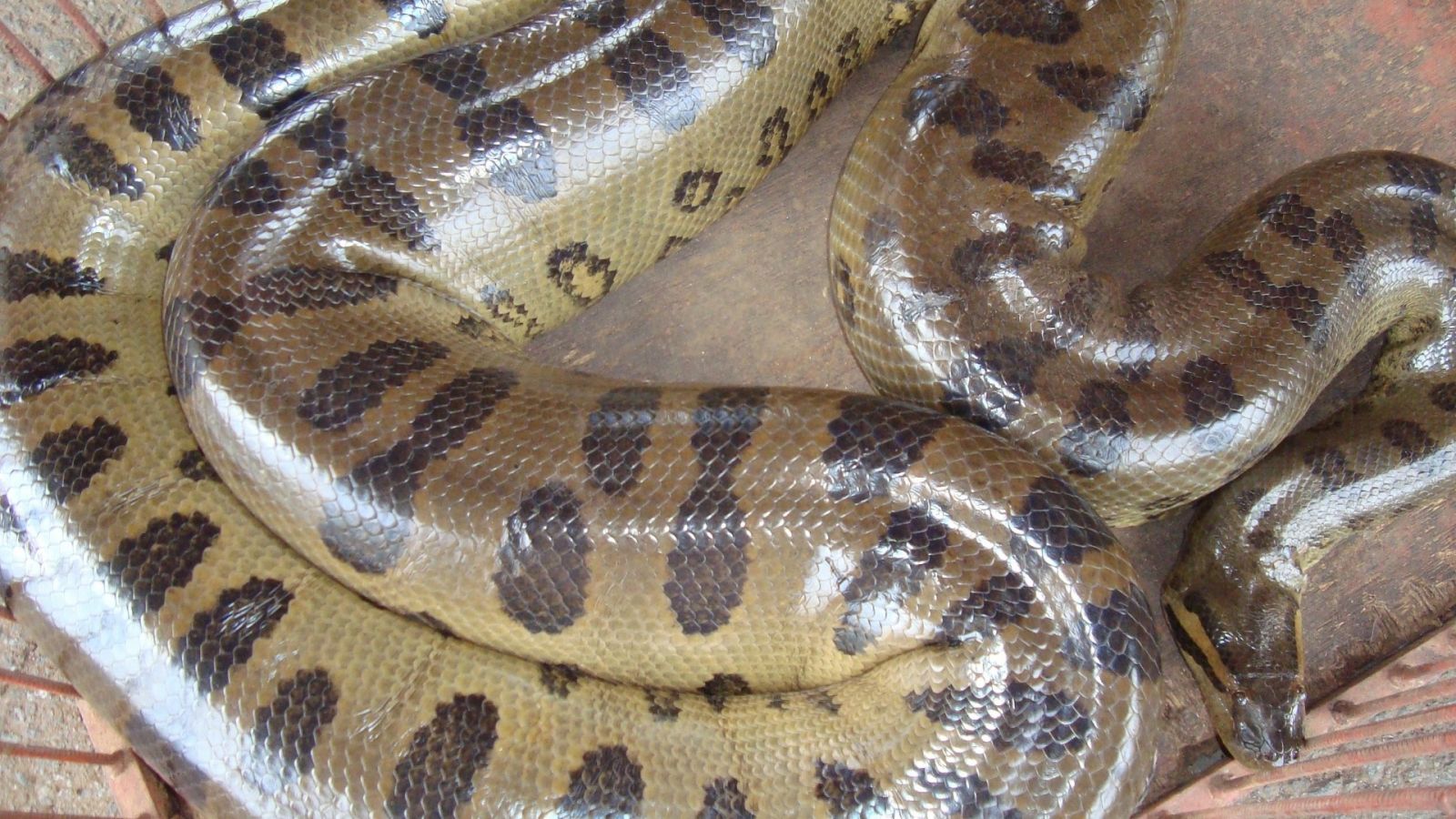 SUCURI: SAIBA TUDO SOBRE ESSA COBRA QUE DESPERTA MEDO - News Rondônia