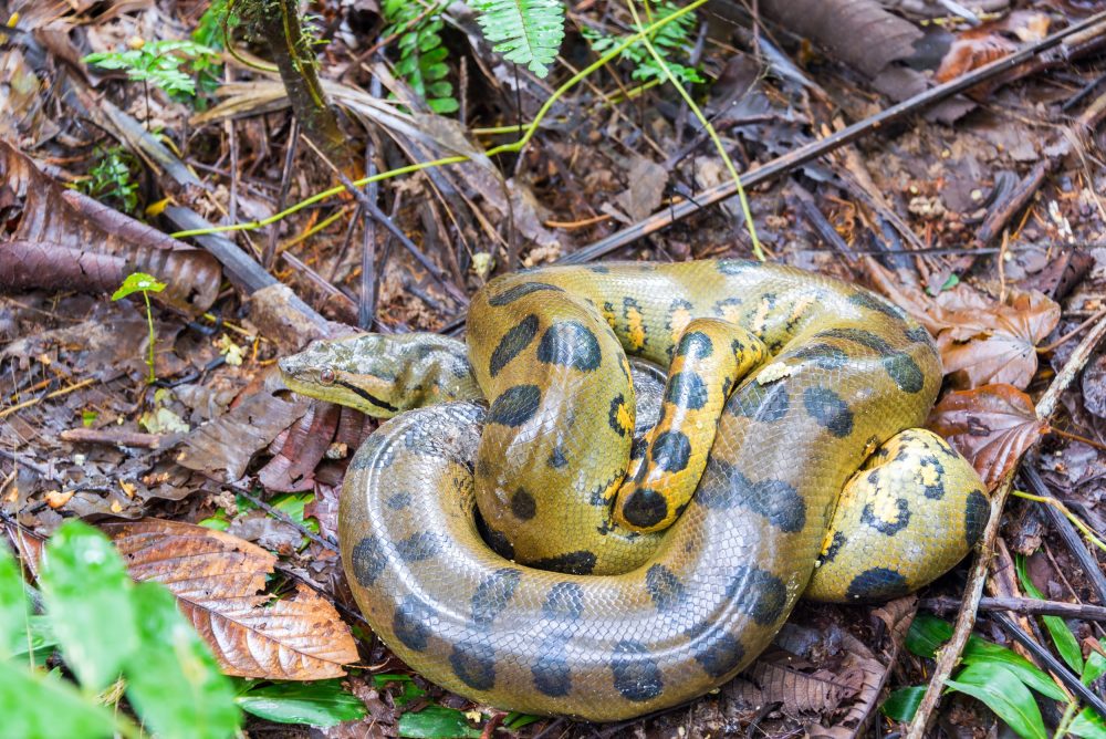 SUCURI: SAIBA TUDO SOBRE ESSA COBRA QUE DESPERTA MEDO - News Rondônia