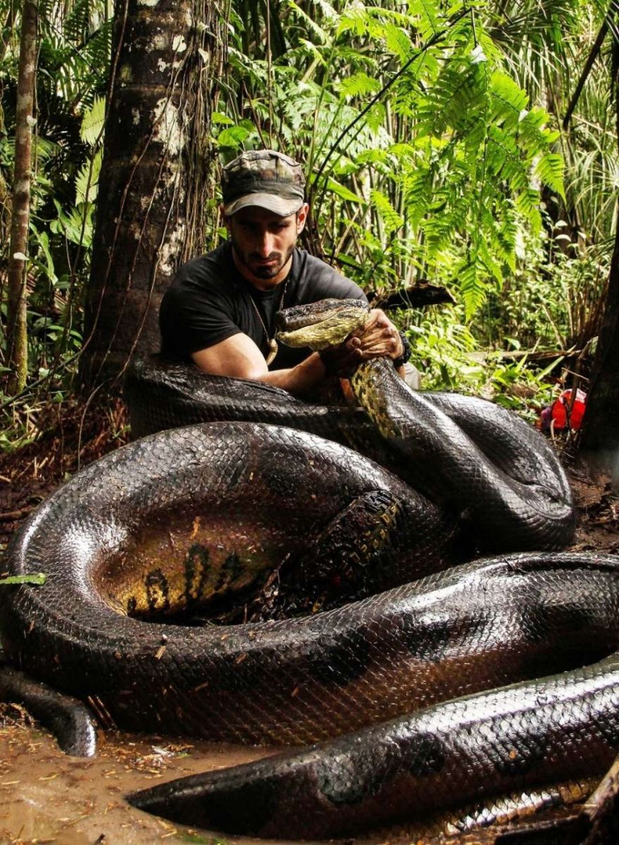 SUCURI: SAIBA TUDO SOBRE ESSA COBRA QUE DESPERTA MEDO - News Rondônia