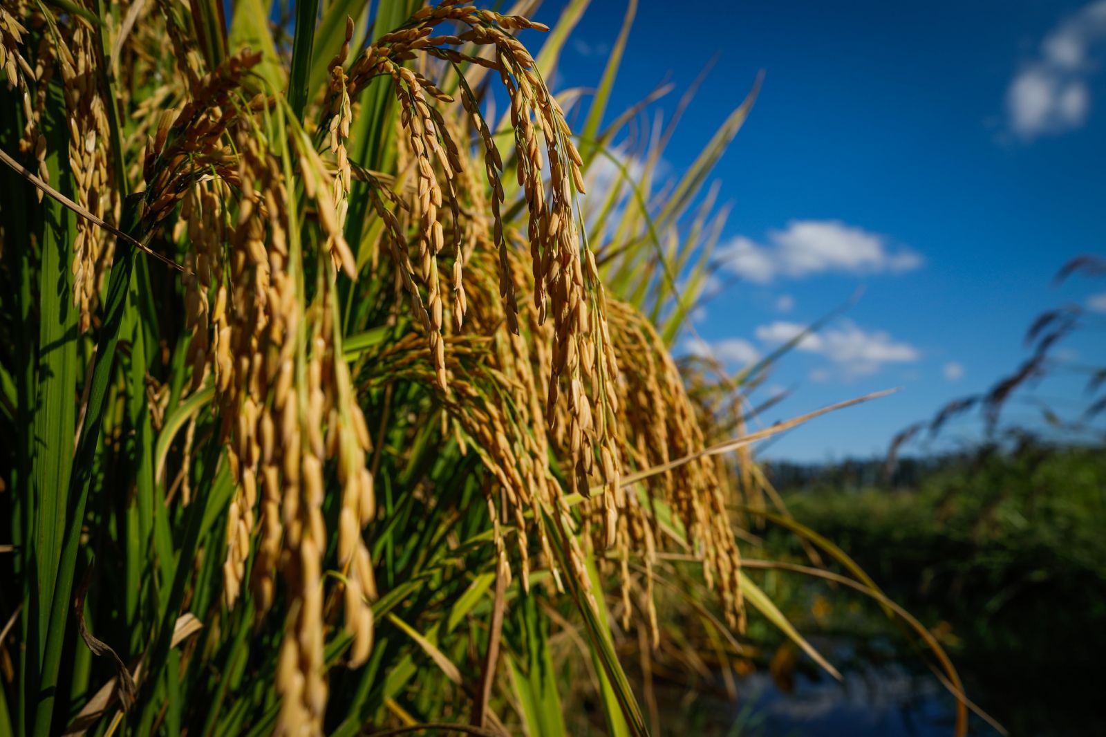 Conab aponta índice de plantio de arroz, milho e soja maior que período anterior - News Rondônia