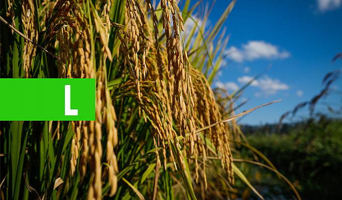 Conab aponta índice de plantio de arroz, milho e soja maior que período anterior - News Rondônia