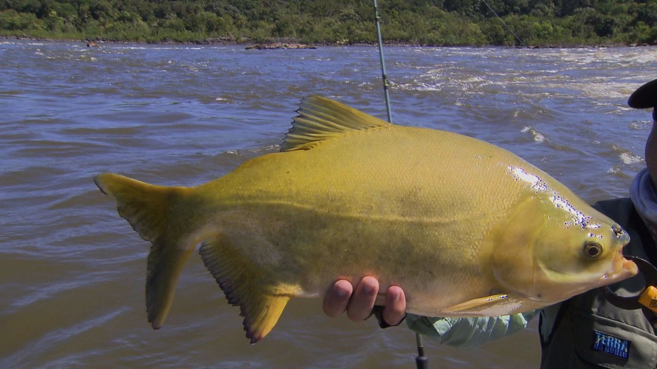 RESPOSTA À PISCICULTURA: POR QUE ALGUNS PEIXES TÊM GOSTO DE BARRO? - News Rondônia