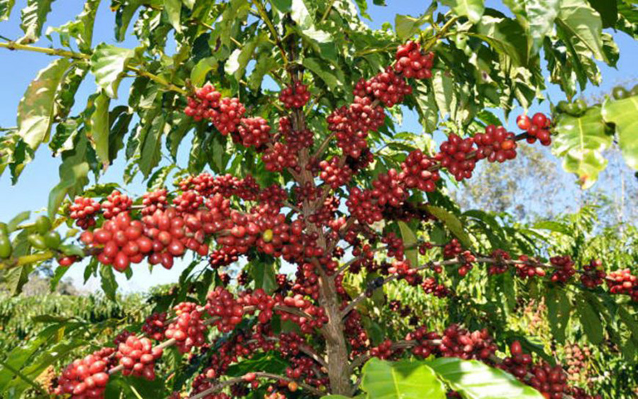 GOVERNO VAI COMPRAR CAFÉ ROBUSTA PRODUZIDO EM RONDÔNIA - News Rondônia