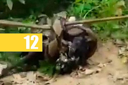 IMPRESSIONANTE: CACHORRO É SALVO DE ATAQUE DE COBRA DE MAIS DE 5 METROS - CONFIRA O VÍDEO - News Rondônia