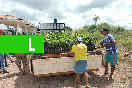 SEMAGRIC ENTREGA MAIS DE 157 MIL MUDAS DE CAFÉ CLONAL - News Rondônia