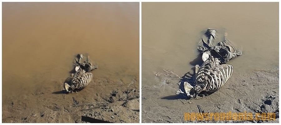 RIO MADEIRA: Ossada humana é encontrada por pescador no Cai N'Água em Porto Velho - News Rondônia