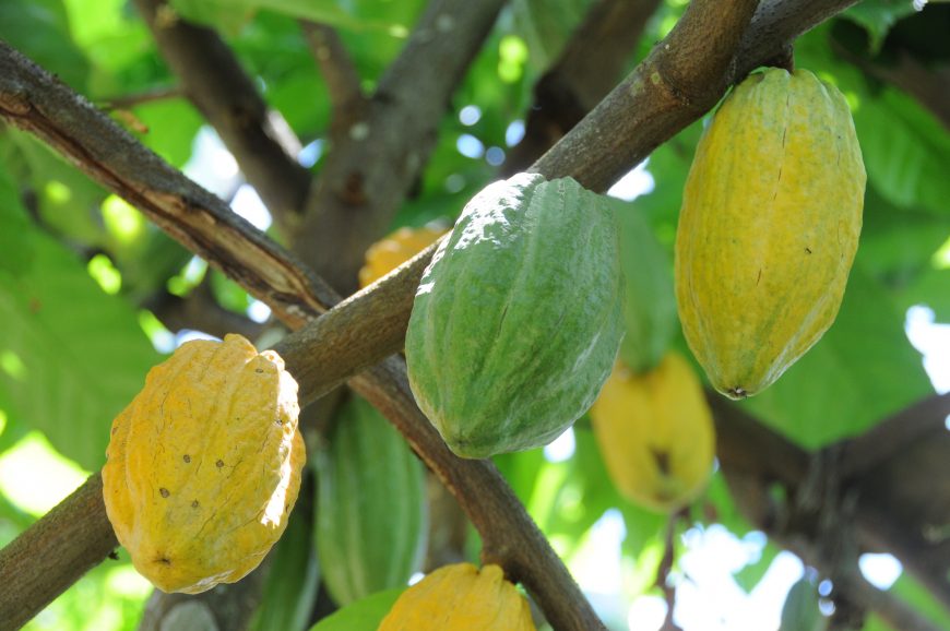 Preços em alta e variedades produtivas despertam interesse de produtores rurais pelo plantio de cacau em Rondônia - News Rondônia