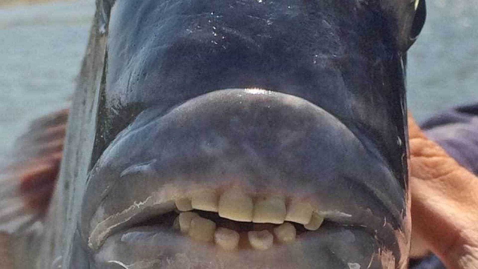 PEIXE COM 'DENTES HUMANOS' É CAPTURADO NOS ESTADOS UNIDOS; VEJA - News Rondônia