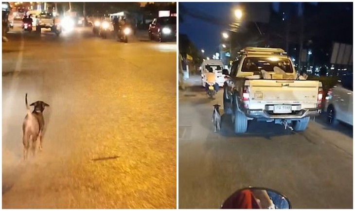 CÃO CORRE DESESPERADO ATRÁS DO CARRO DE SEUS DONOS APÓS SER ABANDONADO POR ELES; VÍDEO - News Rondônia