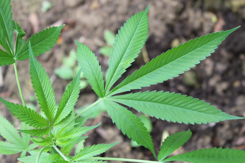 CÂMARA ACELERA LEGALIZAÇÃO DE VENDA DA MACONHA MEDICINAL - News Rondônia