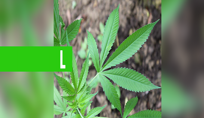 CÂMARA ACELERA LEGALIZAÇÃO DE VENDA DA MACONHA MEDICINAL - News Rondônia