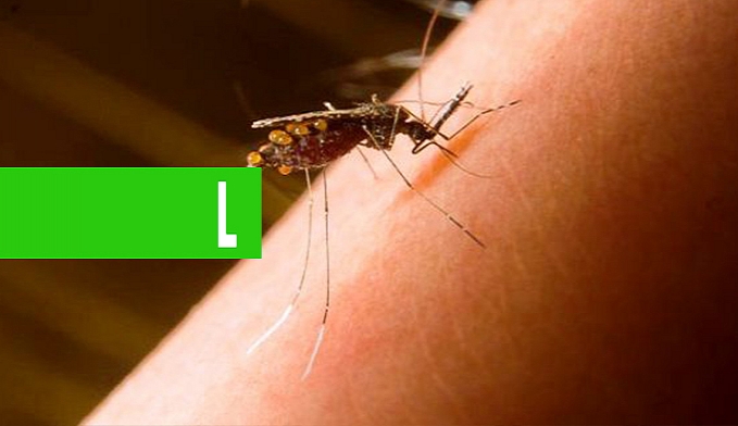 ALGUMAS DAS 13 ESPÉCIES DE MOSQUITOS EM PORTO VELHO PODEM SER VETORES DO PLASMÓDIO DA MALÁRIA, REVELA PESQUISADORA - News Rondônia