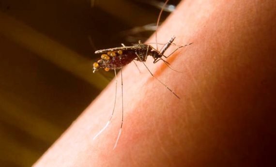 ALGUMAS DAS 13 ESPÉCIES DE MOSQUITOS EM PORTO VELHO PODEM SER VETORES DO PLASMÓDIO DA MALÁRIA, REVELA PESQUISADORA - News Rondônia