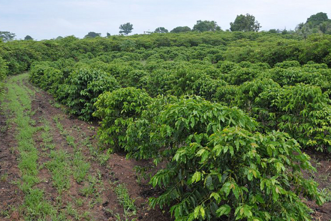 Programa 'Plante Mais' vai incentivar aumento da produção cafeeira e cacaueira em Rondônia - News Rondônia
