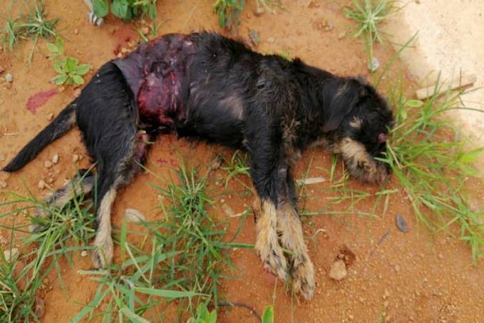 FEROZ: Atacado e ferido mortalmente por pit bull que passeava com o dono, vira-lata agonizando na rua é sacrificado pela PM - News Rondônia