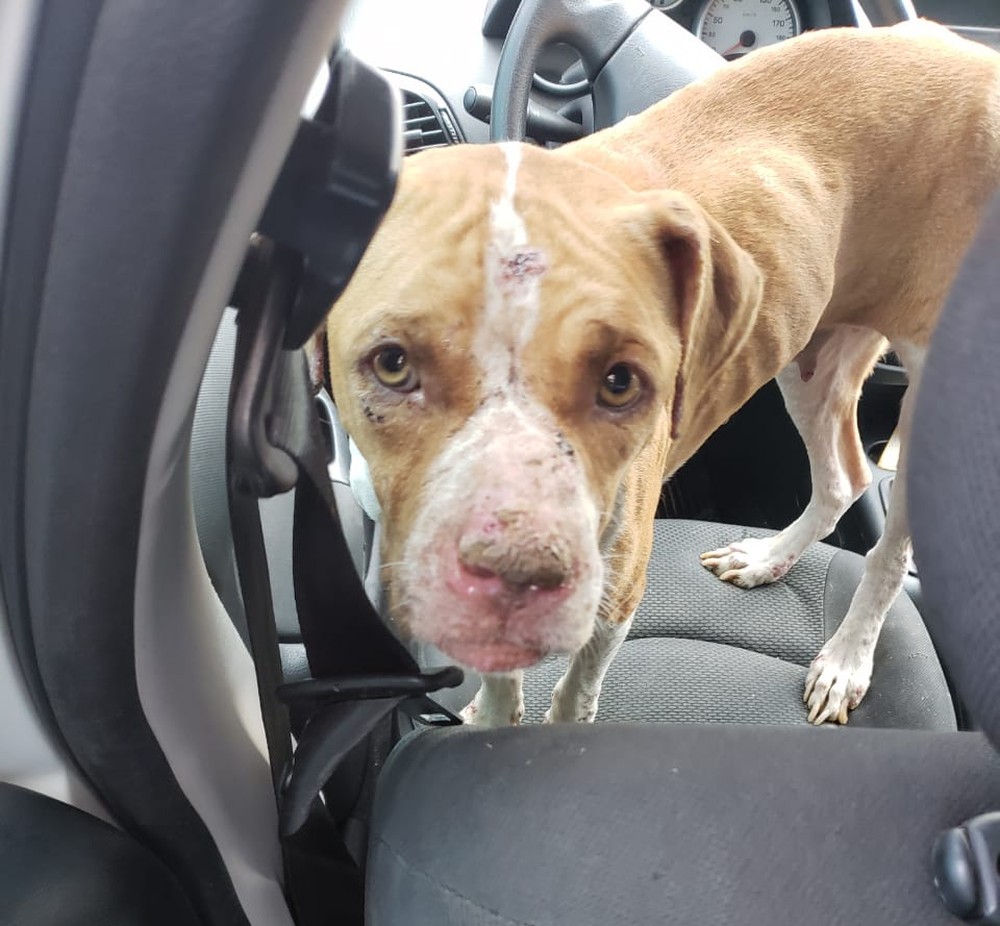 PIT BULLS FICAM PRESOS EM CASA POR 36 DIAS APÓS INQUILINOS FUGIREM SEM PAGAR O ALUGUEL - News Rondônia