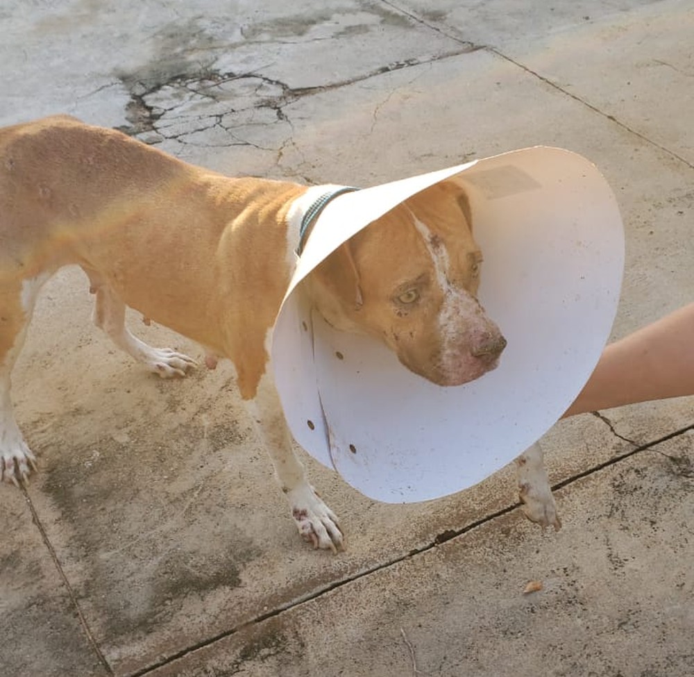 PIT BULLS FICAM PRESOS EM CASA POR 36 DIAS APÓS INQUILINOS FUGIREM SEM PAGAR O ALUGUEL - News Rondônia