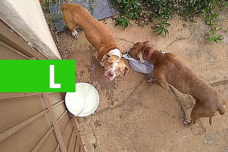 PIT BULLS FICAM PRESOS EM CASA POR 36 DIAS APÓS INQUILINOS FUGIREM SEM PAGAR O ALUGUEL - News Rondônia