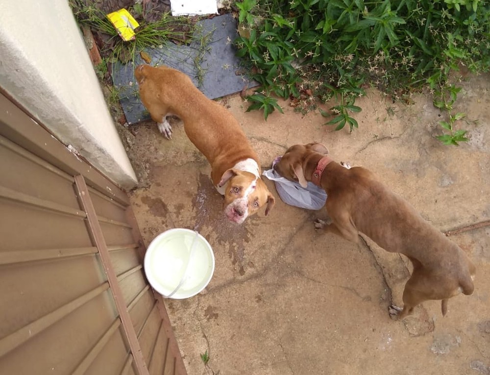 PIT BULLS FICAM PRESOS EM CASA POR 36 DIAS APÓS INQUILINOS FUGIREM SEM PAGAR O ALUGUEL - News Rondônia