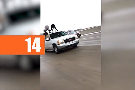 MULHERES SÃO VISTAS REBOLANDO DO TETO DE CARRO EM ESTRADA DOS EUA - VÍDEO - News Rondônia