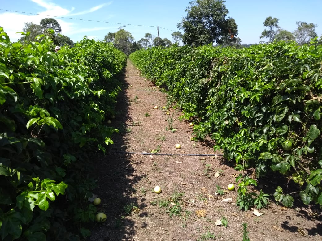 MUNICÍPIO DE CASTANHEIRAS SE DESTACA NA PRODUÇÃO DE MARACUJÁ - News Rondônia