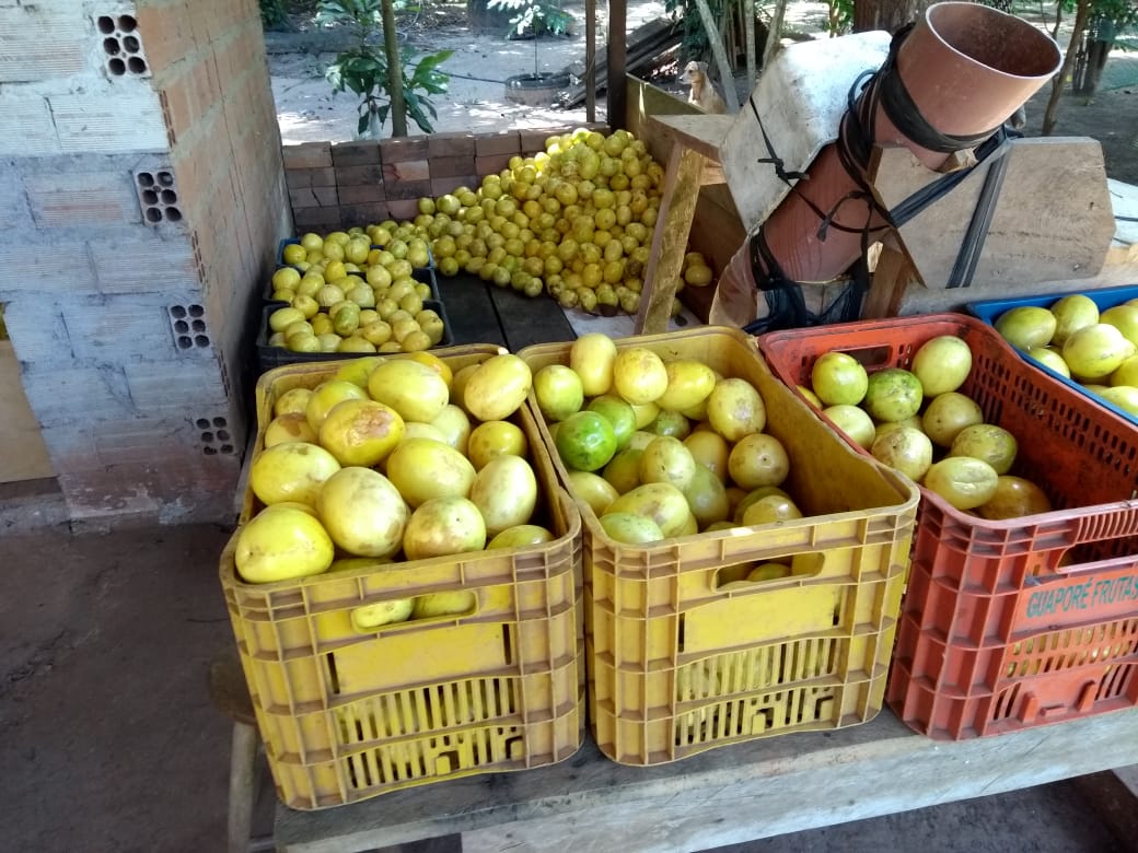 MUNICÍPIO DE CASTANHEIRAS SE DESTACA NA PRODUÇÃO DE MARACUJÁ - News Rondônia