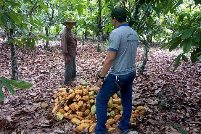 Reforço na lavoura impulsiona a produção de cacau em Rondônia; ausência de fungos fortalece cultivo - News Rondônia