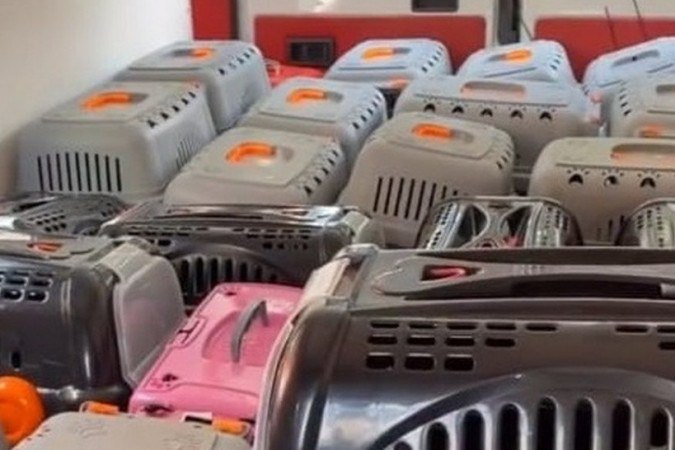 Ladrões roubam van com 70 gatos dentro - News Rondônia