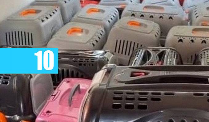 Ladrões roubam van com 70 gatos dentro - News Rondônia