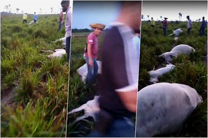 Raio cai em pastagem e mata vacas em propriedade de Boca do Acre; dono lamenta prejuízo - News Rondônia