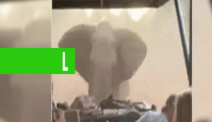 MOTORISTA FOGE DE MARCHA À RÉ DE ATAQUE DE ELEFANTE EM SAFÁRI NA ÁFRICA DO SUL - VÍDEO - News Rondônia