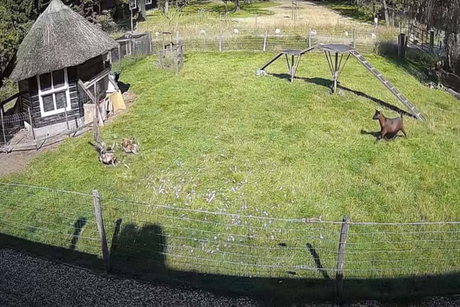 Galo e bode unidos salvam galinha de ataque de gavião - News Rondônia