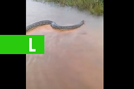 VÍDEO: SUCURI ANACONDA APARECE NA ZONA RURAL DE NOVA MAMORÉ-RO - News Rondônia