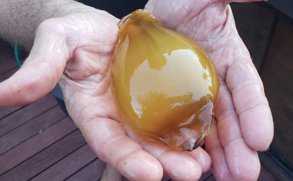 Ovo de tubarão é fotografado durante mergulho em Fernando de Noronha - News Rondônia
