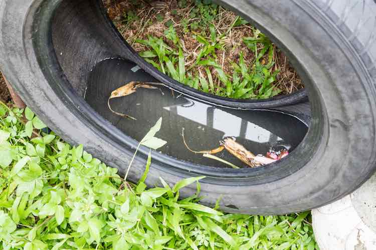 JARU: PERÍODO DE CHUVAS AUMENTA RISCO DA DENGUE; CUIDADO DEVE SER REDOBRADO - News Rondônia