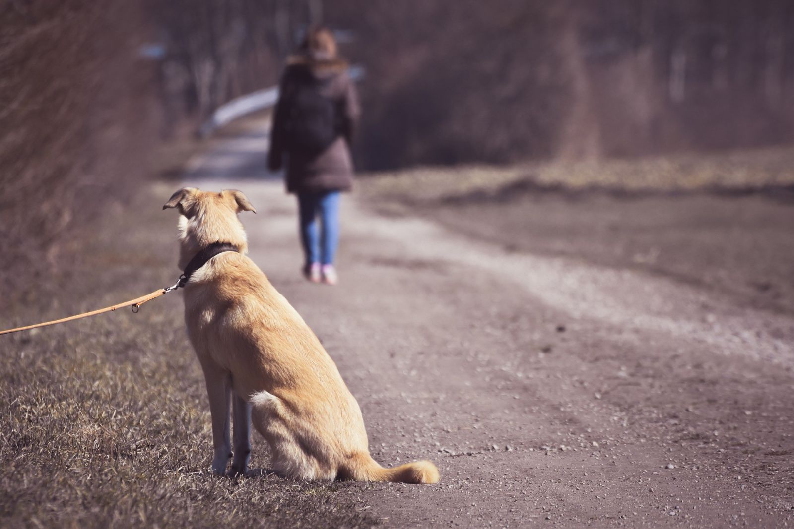 Abandono de pets aumenta no período de férias - News Rondônia